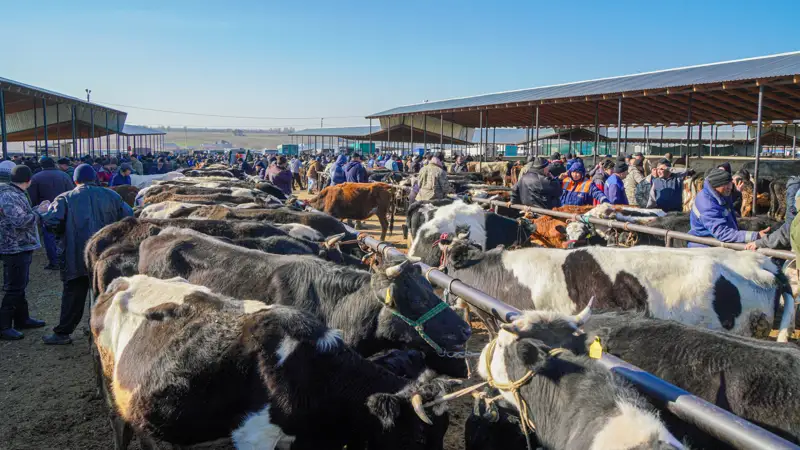 рынок скота коровы сиырлар мал базары