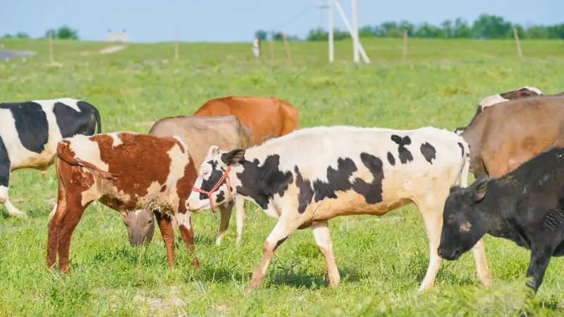 пастбища коровы  жайылым сиыр