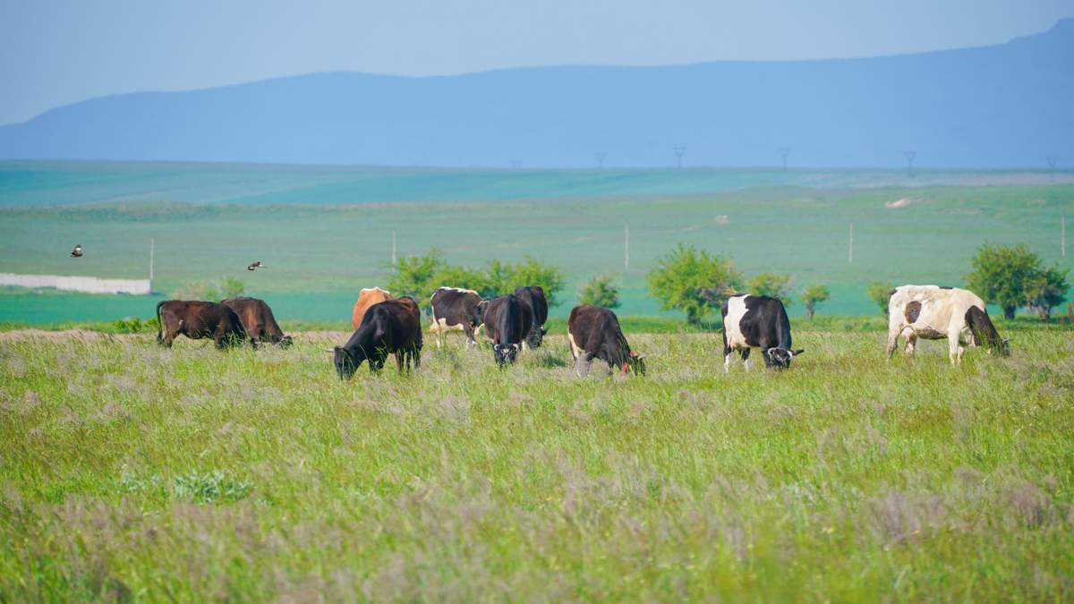 БҚО-да малын қараусыз жайылымға жіберген мыңға жуық тұрғын жауапқа тартылды