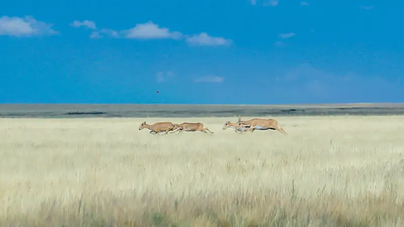 сайгаки киіктер