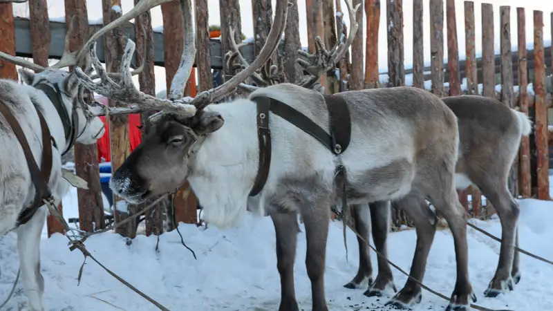 олени бұғылар