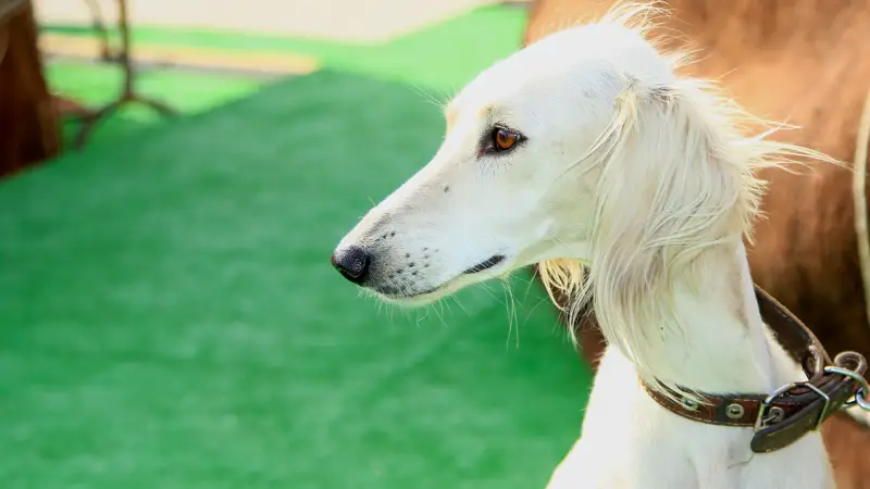 собаки тазы иттері