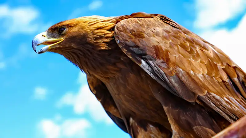 Беркут бүркіт