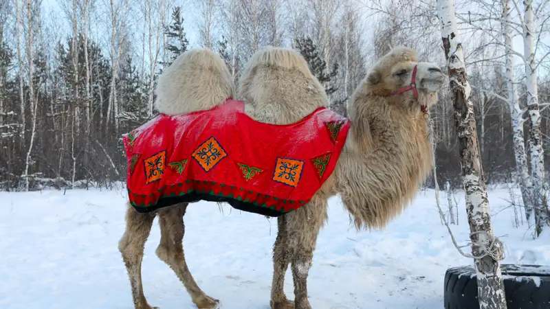 Верблюд Түйе