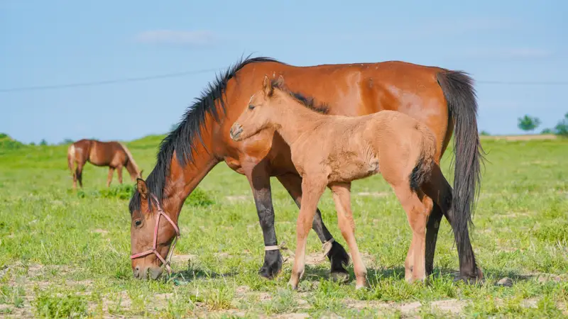 лошади аттар