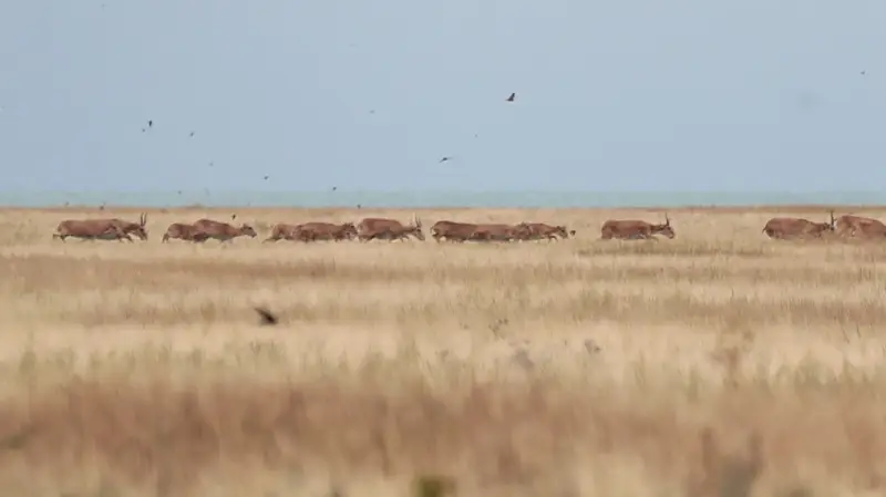 сайгаки киіктер