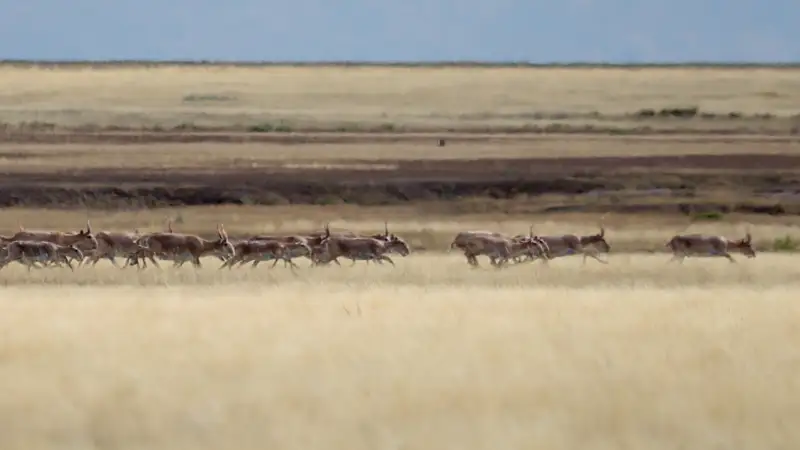 сайгаки киіктер