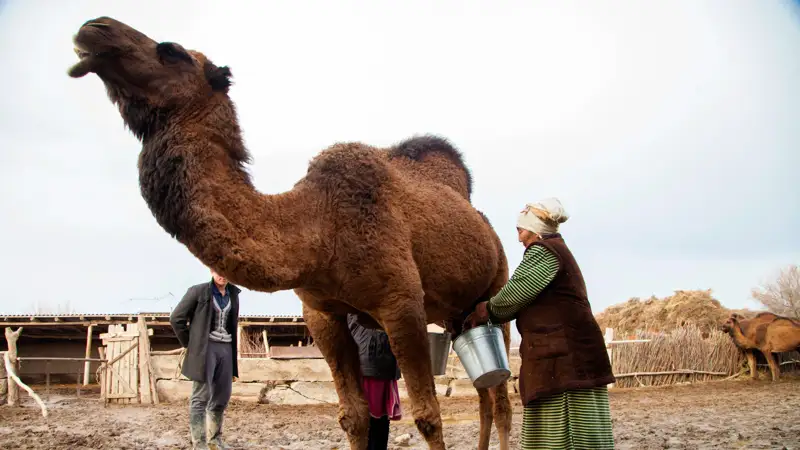 Верблюд Түйе