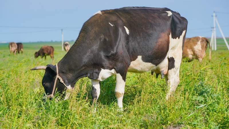 пастбища коровы  жайылым сиыр