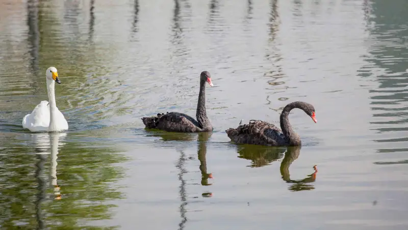 лебеди аққулар