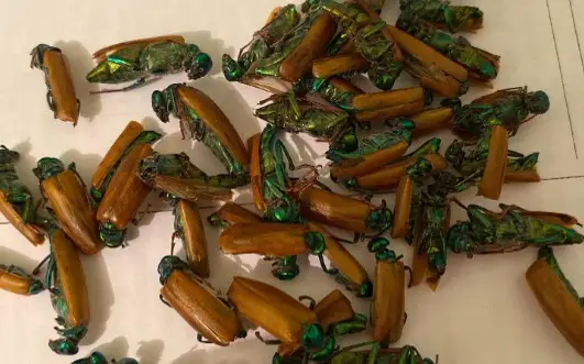 Ваннадағы түкті письки бар әйелдер