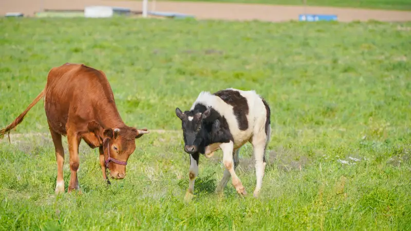 пастбища коровы  жайылым сиыр