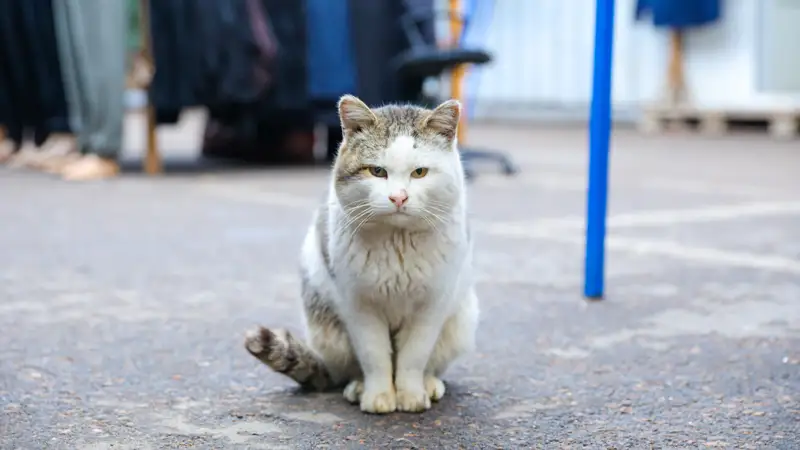 кошка мысық