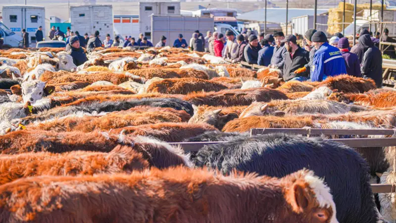 рынок скота мал базары коровы сиырлар