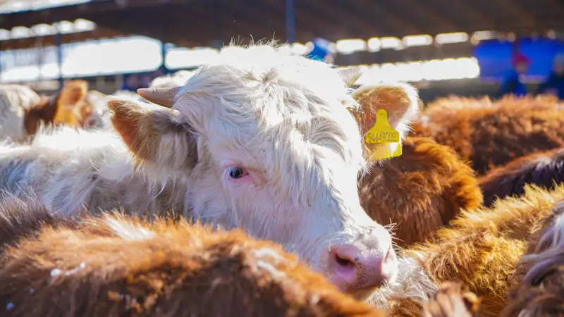 корова сиыр