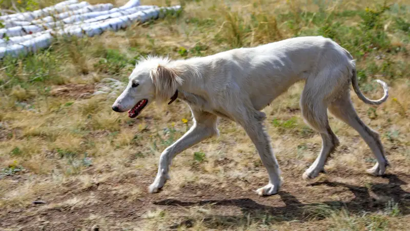 собаки тазы иттері