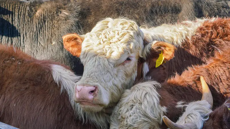 коровы сиырлар