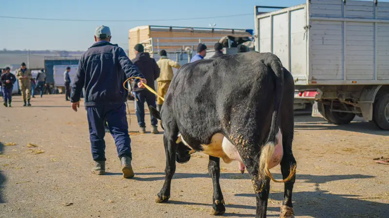 корова сиыр