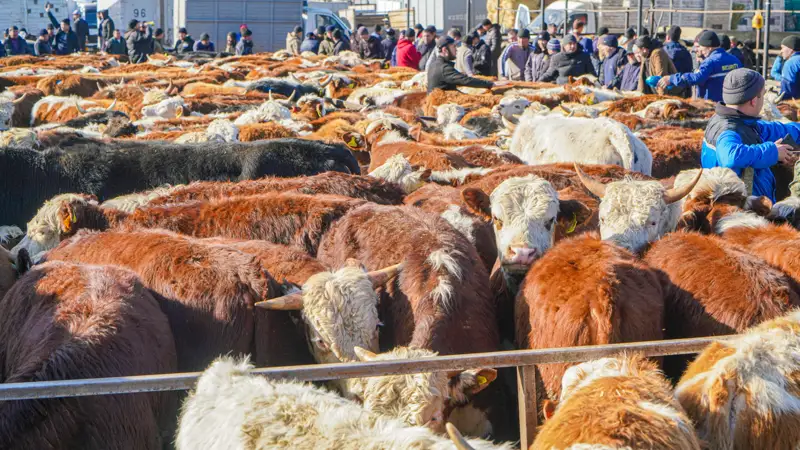 коровы сиырлар