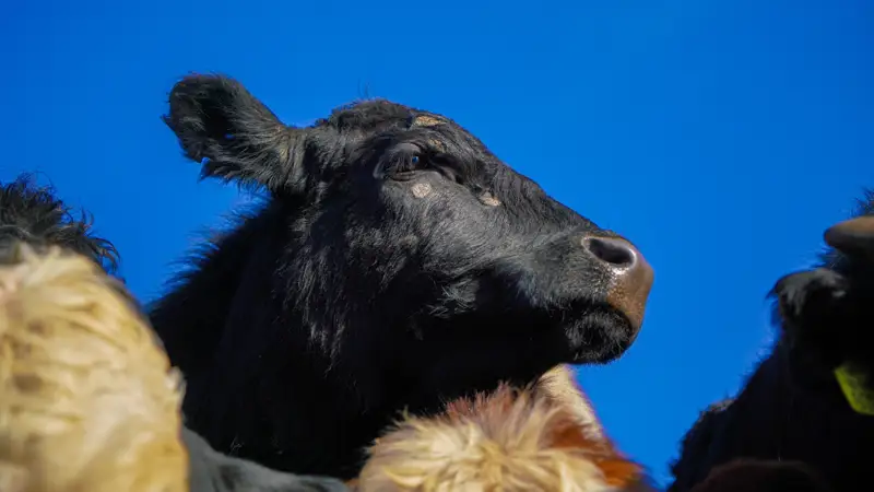 корова сиыр