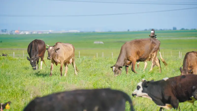 пастбища коровы  жайылым сиыр