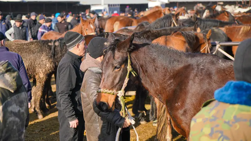 рынок скота лошади мал базары аттар