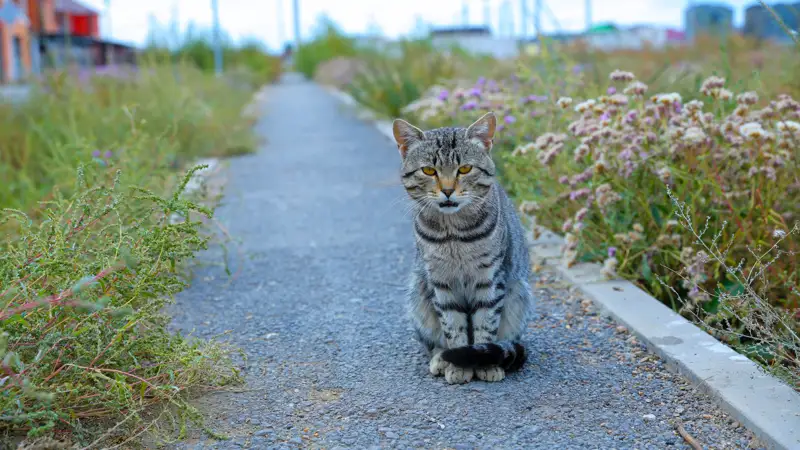 кошка мысық