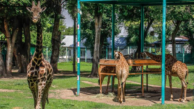 Зоопарк Алматы Алматы хайуанаттар бағы жираф Зоопарк Алматы Алматы хайуанаттар бағы