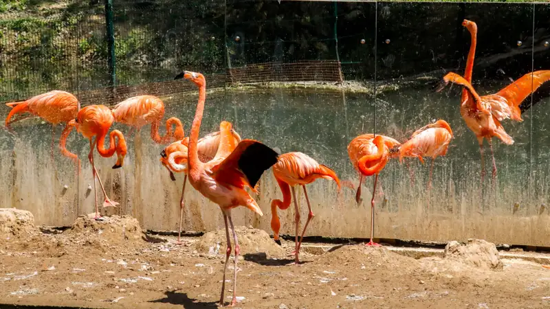 Зоопарк Алматы Алматы хайуанаттар бағы фламинго қоқиқаз