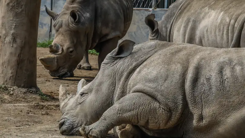 South Africa rhino poaching falls 16 pct in 2025