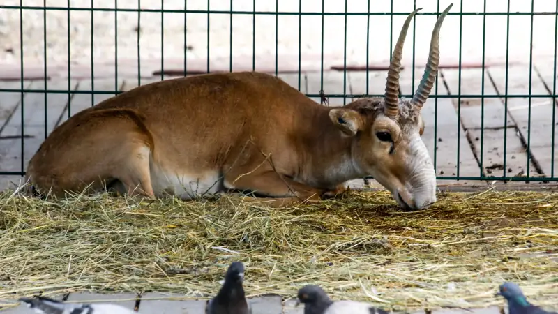Зоопарк Алматы Алматы хайуанаттар бағы сайгак ақбөкен
