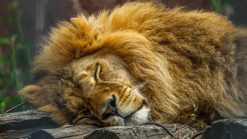 Зоопарк Алматы Алматы хайуанаттар бағы лев арыстан