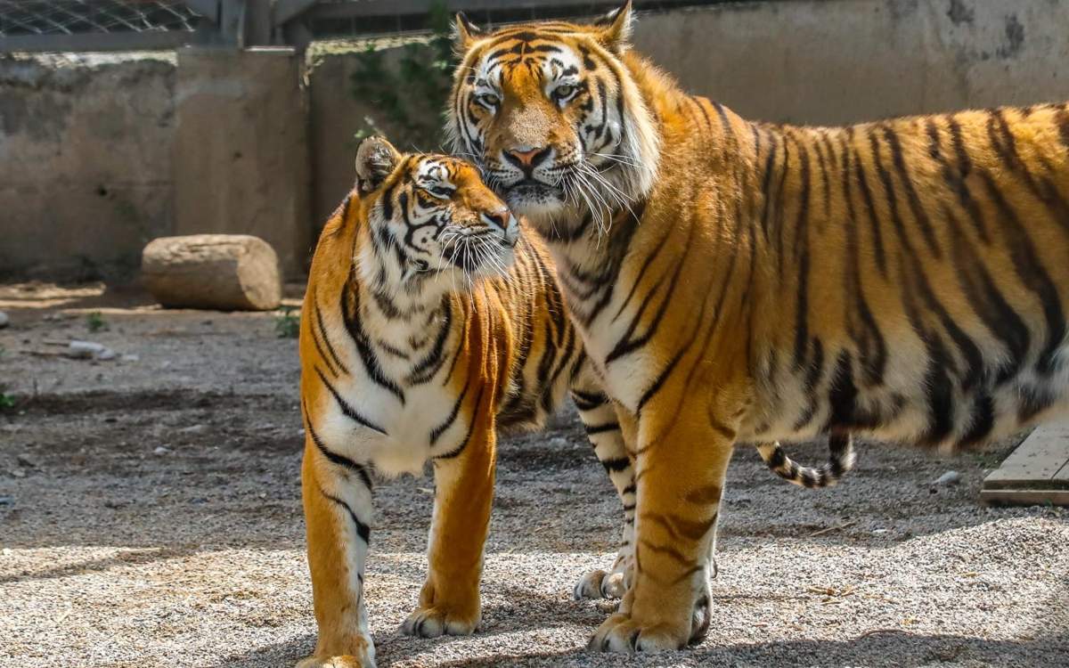 Трусикидегі жетілген анальный порно