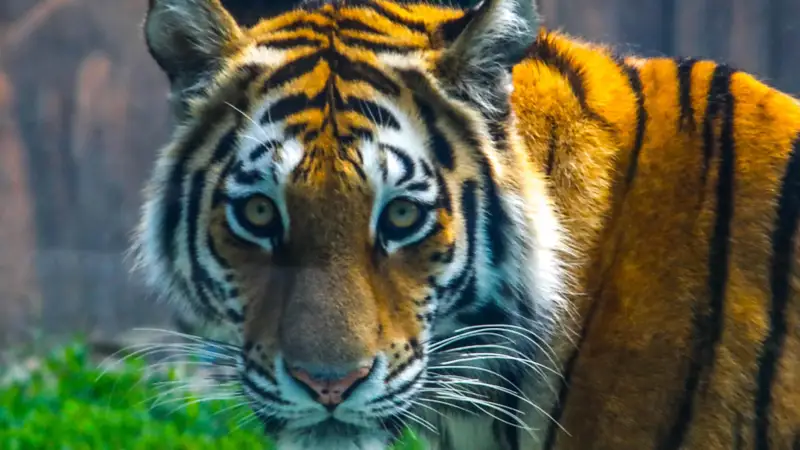 Зоопарк Алматы Алматы хайуанаттар бағы тигр жолбарыс