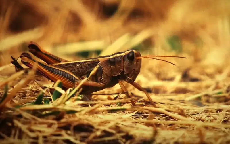 Елімізде шегіртке зиянкестерінің таралуына қатысты жағдай бақылауда – АШМ