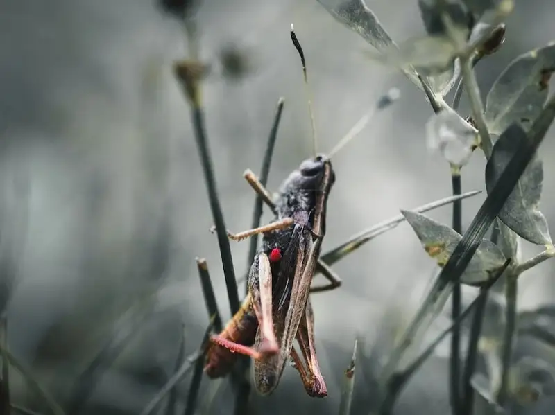 Ресеймен шектесетін аумақтарда шегіртке үйіріне мониторинг күшейтіледі