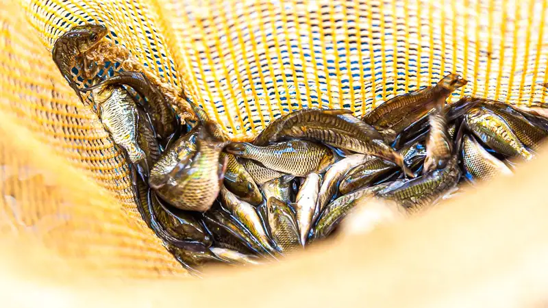 Рыбы, рыба, Балық