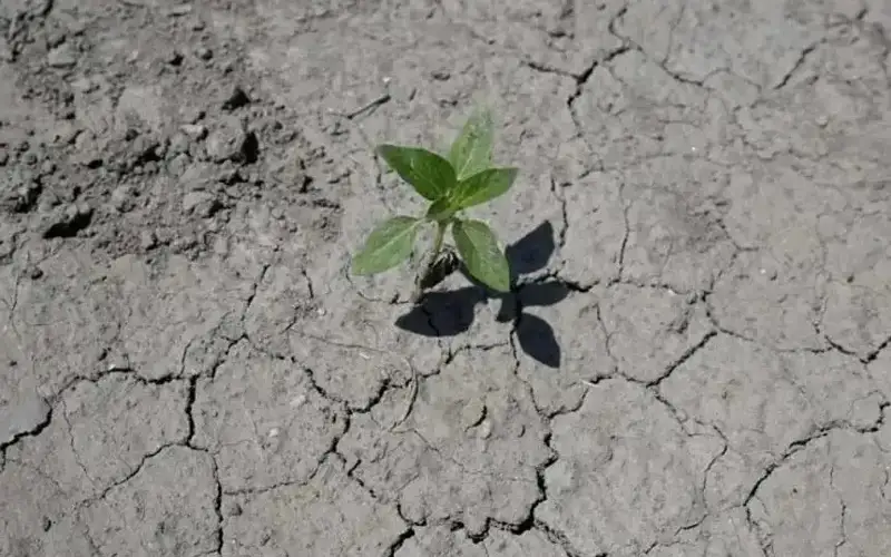 құрғақшылық