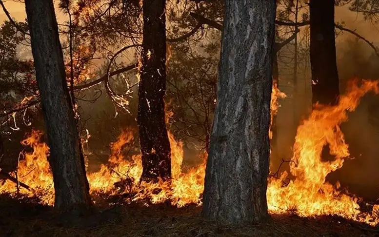 Wildfire breaks out southeast of Athens with strong winds