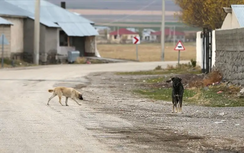 Вспышку бешенства среди собак зафиксировали в Турции