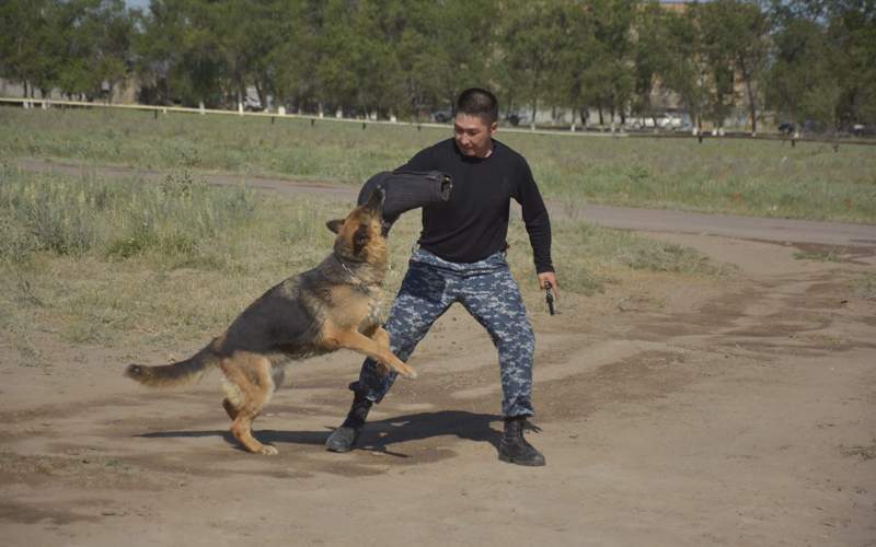фильм о штурмовой овчарке сняли в Таразе фильм о штурмовой овчарке сняли в Таразе