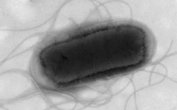 В Великобритании новый всплеск заболеваемости COVID-19