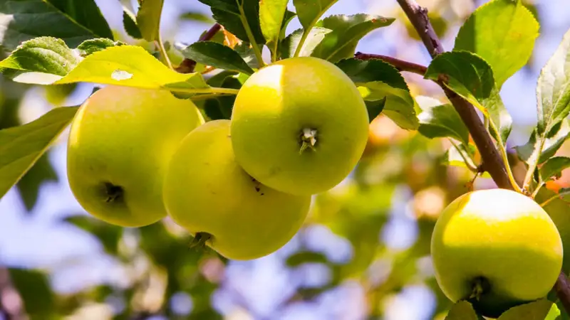 Яблоки алма