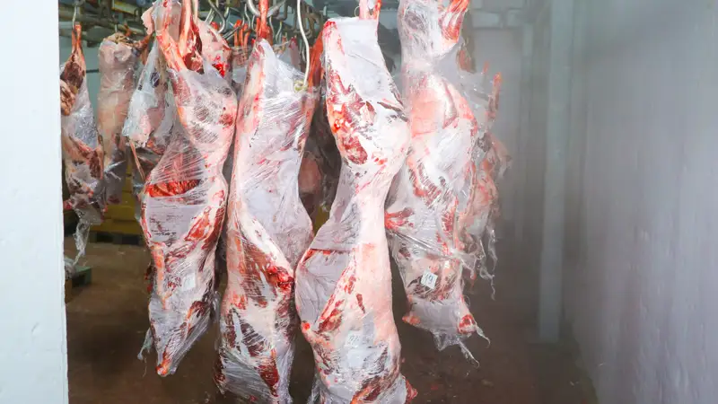 Мясо Сайгака Ақбөкен еті