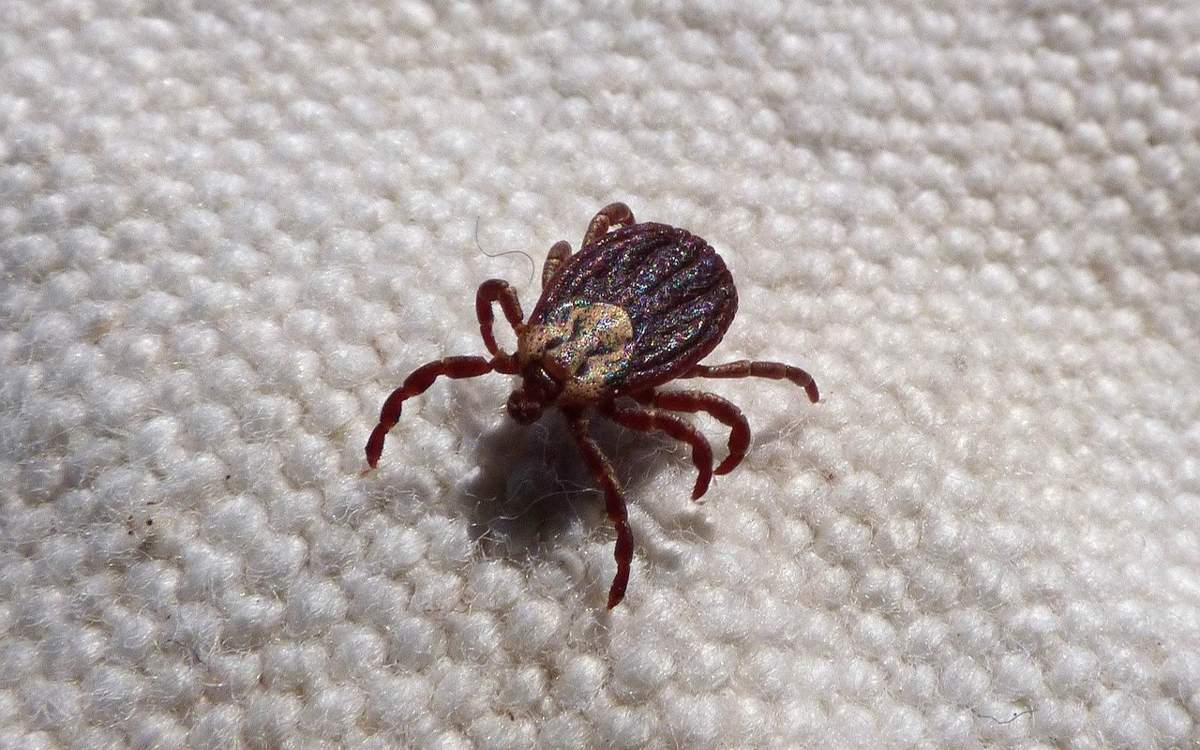 Ақмола облысында 90-нан астам адамды кене шаққан