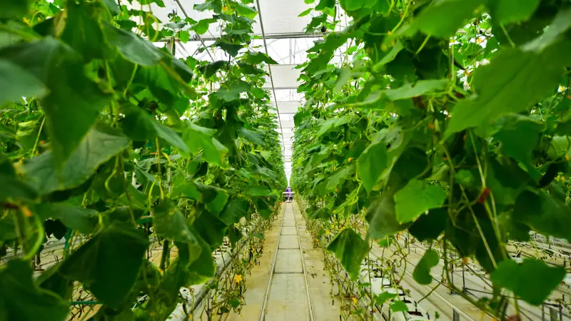 Теплица огурцы Жылыжай қияр