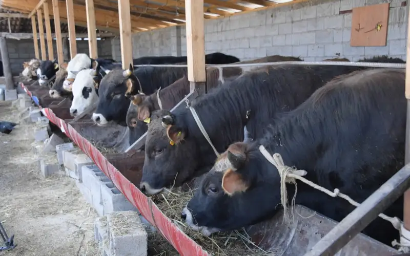 «Aýyl amanaty» v Almatınskoı oblastı: selchane osvoılı svyshe 8,2 mlrd tenge