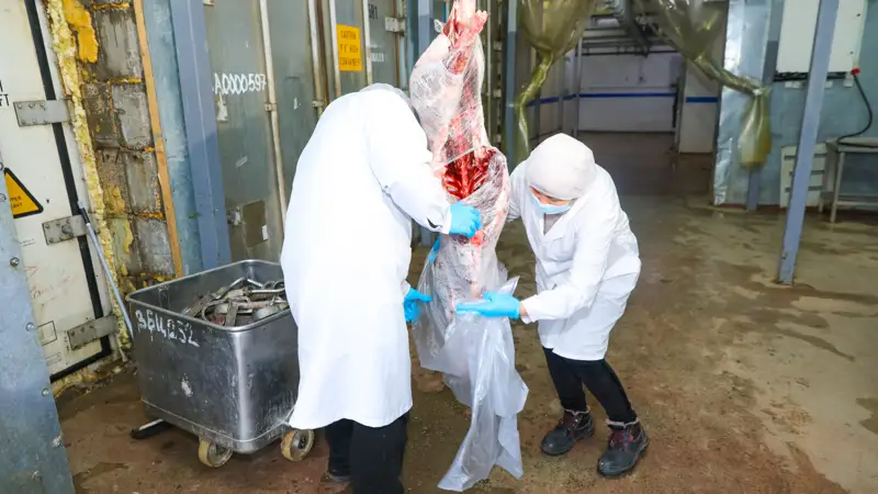 Мясо Сайгака Ақбөкен еті