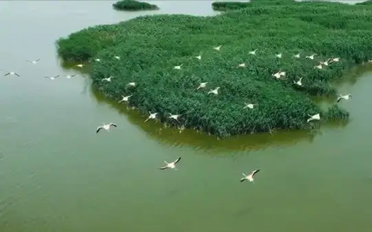 Beautiful flock of flamingos lands in Atyrau