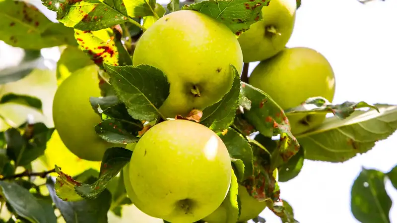 Яблоки алма